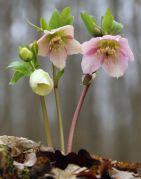 Helleborus_caucasicus_IMG_4363_.jpg