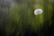 Herbal_spring_background_withered_dandelion_in_the_grass2.jpg