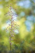 Himantoglossum-caprinum.jpg