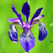 Iris_sibirica8-.jpg