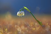 Leucojum-vernum_101.jpg