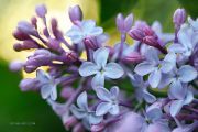 Lilac-Mood_Ritam-W.JPG