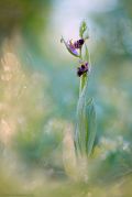 Ophrys-oestrifera_11.jpg