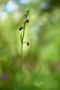 Ophrys-oestrifera_6.jpg