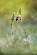 Ophrys-oestrifera_7.jpg