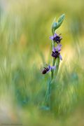 Ophrys-oestrifera_8.jpg