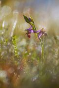 Ophrys-oestrifera_9.jpg