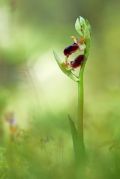 Ophrys-passionis.jpg