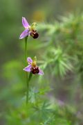 Ophrys_apifera.jpg