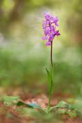 Orchis-mascula-x-Orchis-provincialis.jpg