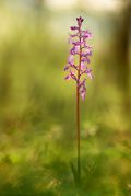 Orchis-mascula_11.jpg