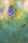 Orchis-purpurea_41.jpg