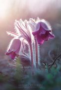 Pulsatilla_pratensis_05.jpg