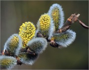 Salix-caprea-.jpg
