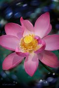 Soul-Lotus_Ritam-W.jpg