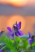 Spring-Dream_Ritam-W.JPG