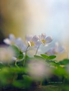 Spring-Tenderness_Oxalis_Ritam-W.jpg