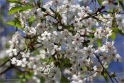 Spring_Cherry-Blossom_Ritam-W.jpg