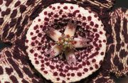 Stapelia_variegata.jpg