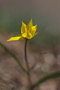 Tulipa_biebersteiniana.jpg