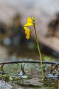 Utricularia.jpg