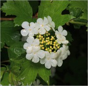 Viburnum-opulus-2012.jpg