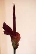 amorphophallus_6.jpg