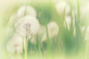 fluffy_dandelions_in_May_green_grass_vertical_soft_atmospheric_spring_background_in_a_light_key2.jpg