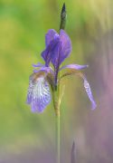 iris-S.jpg