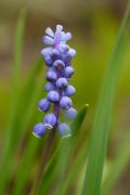 muscari.jpg