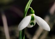 snowdrop_2_copy.jpg