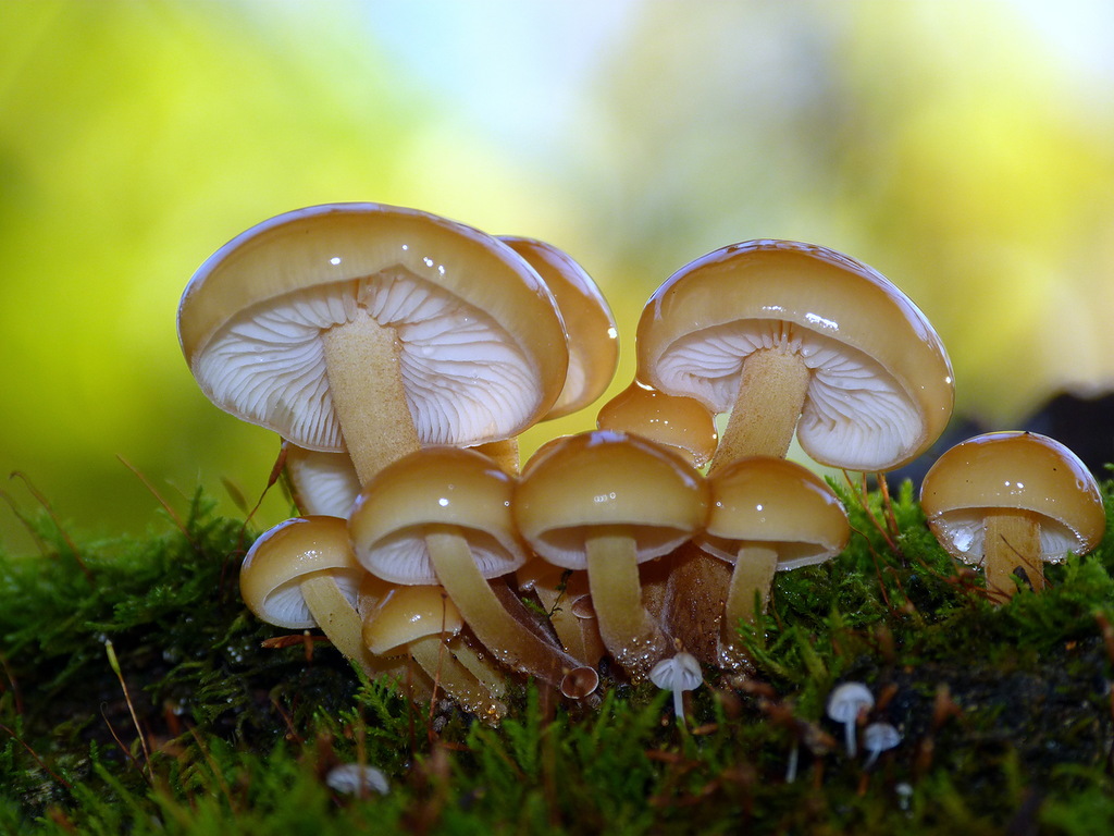 Гиб гибы. Машрумс грибы. Красивые грибы. Опята. Опята красивые.