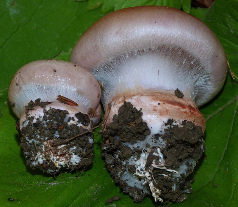 Паутинник триумфальный - Cortinarius triumphans - Грибы Уломы Железной