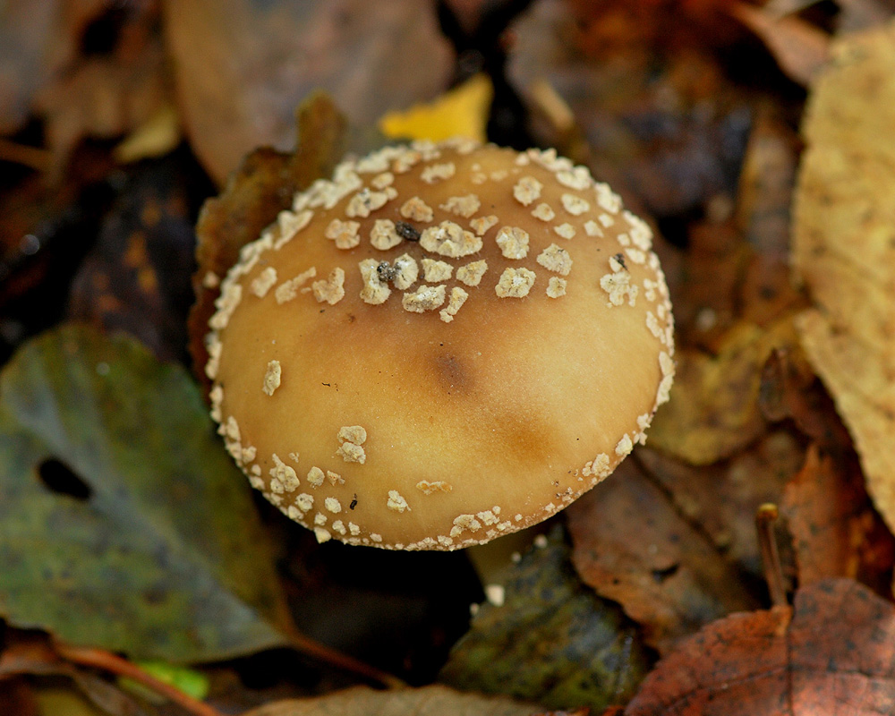 Мухомор королевский (Amanita regalis). Фото на сайте "Грибы: информация и фотогр