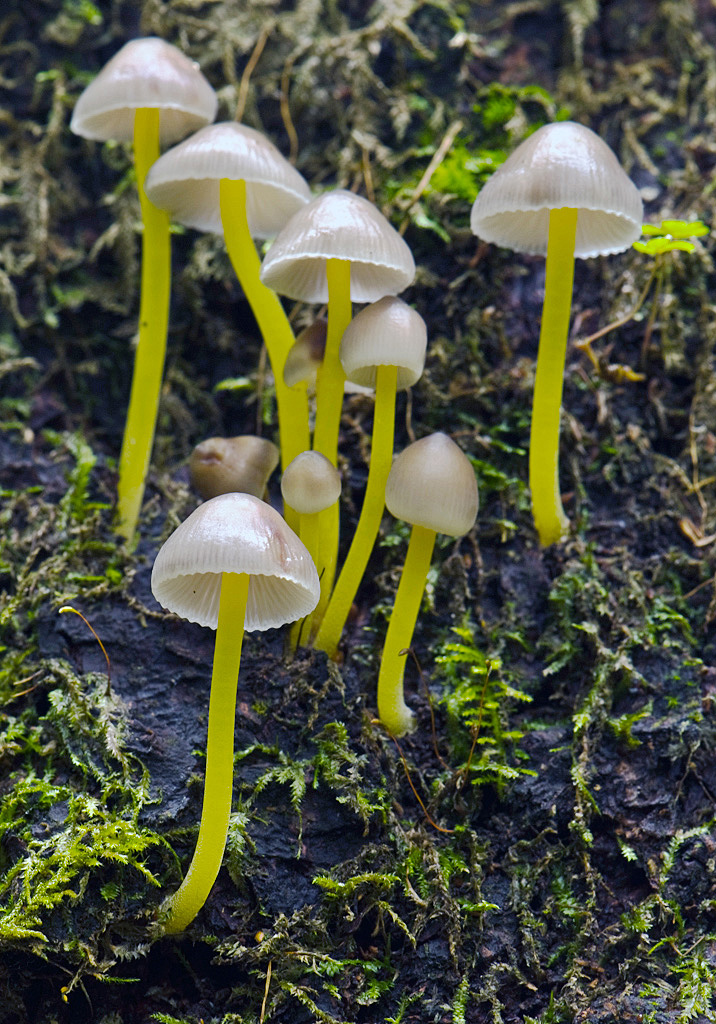 Трубчатая поганка. Mycena epipterygia. Mycena epipterygia гриб. Псило́цибе полуланцетови́дная. Псилоцибиновый гриб.