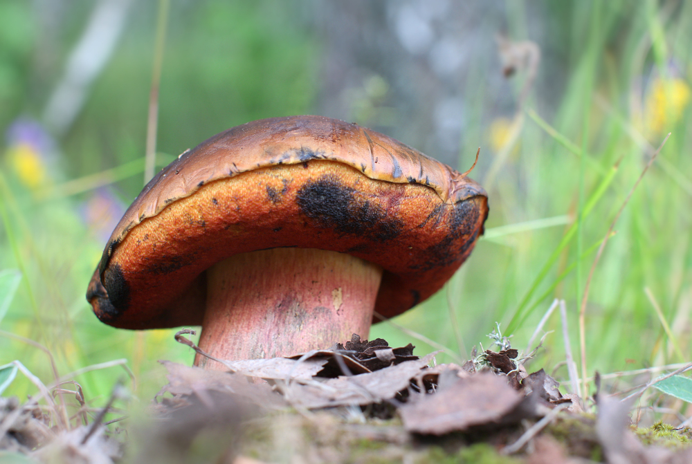 Гриб поддубовик сатанинский. Поддубник белый. Гриб поддубовик (дубовик). Ложные поддубники. Дубовик поддубник гриб.