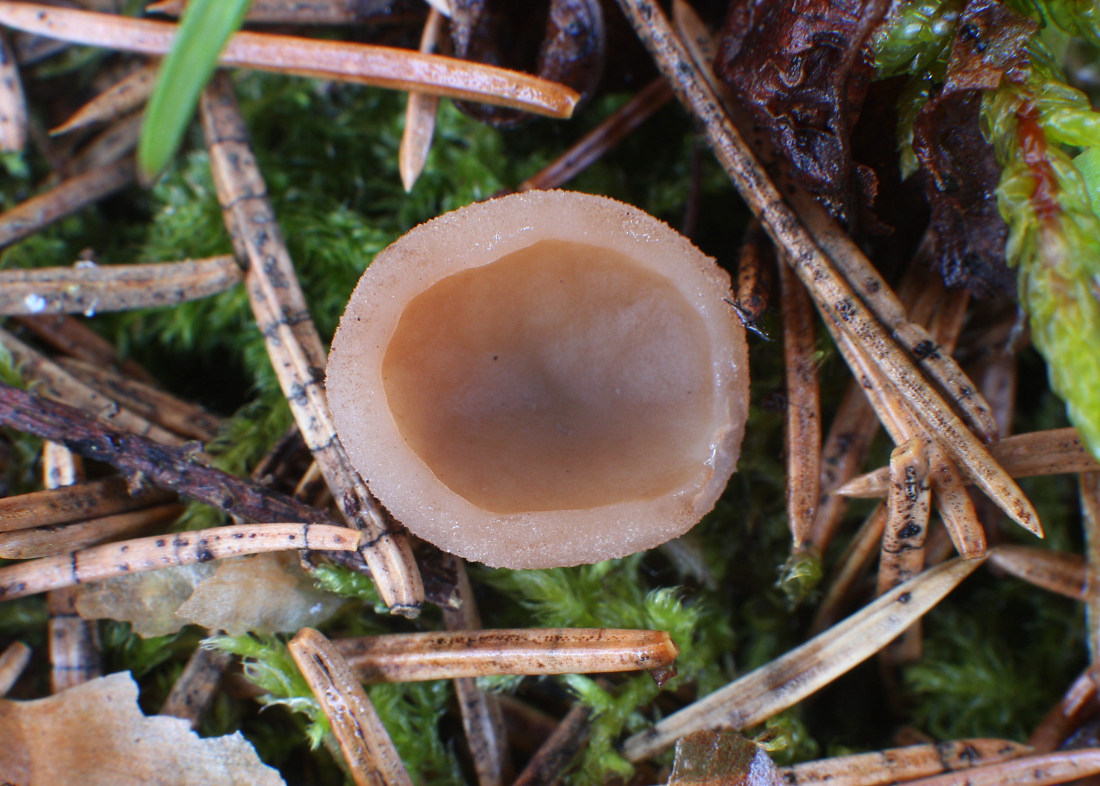 грибы увидимся завтра