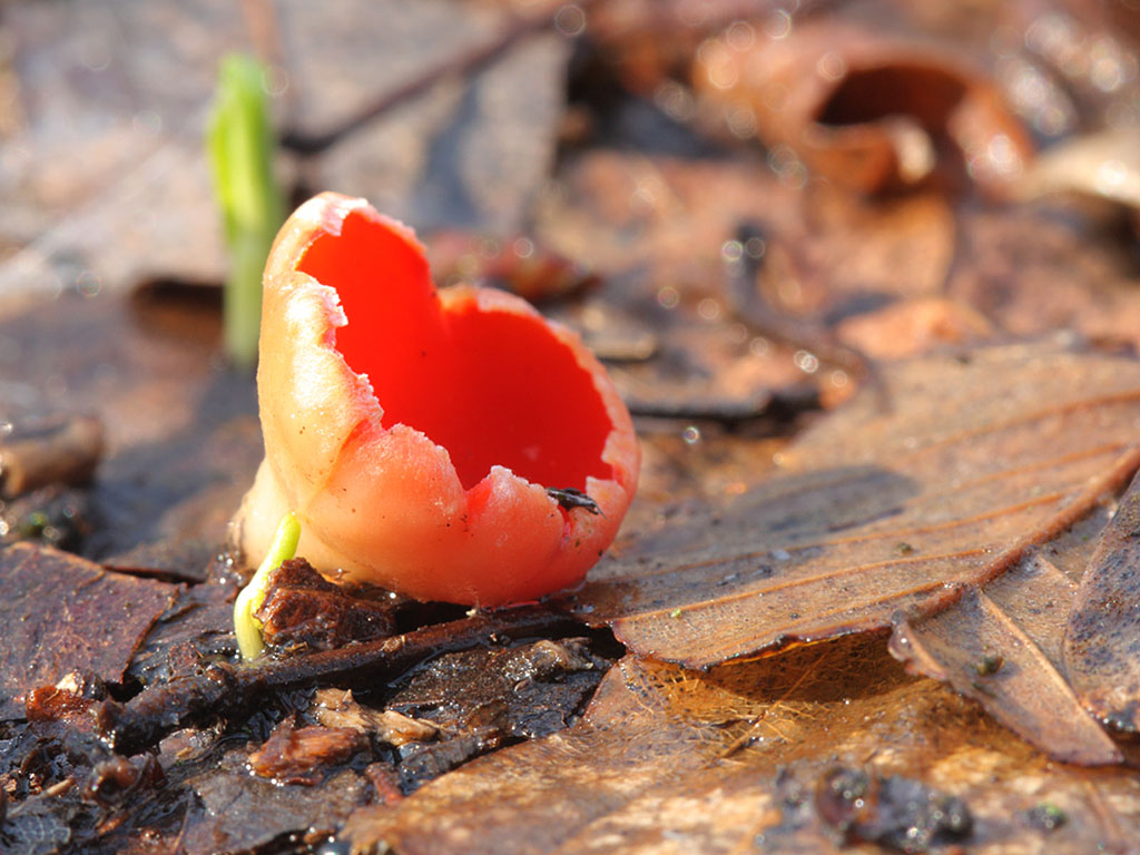 Саркосцифа красная. Саркосцифа оранжевая. Весенние грибы. Красный весенний гриб