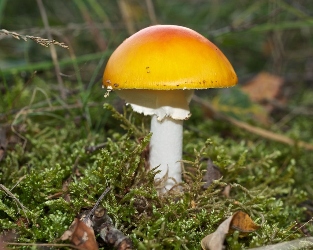 Мухомор ярко-желтый (Amanita gemmata): описание, где растет, как отличить, фото