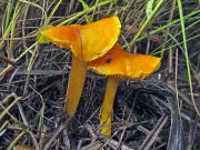 03-171007n9780m2_MoKrO_G30_Hygrocybe_chlorophana.jpg