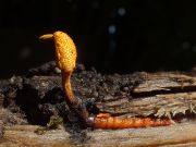 040n170807n8178m2_MoKrV_G13_Ophiocordyceps_variabilis.jpg