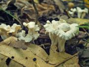 170914n6792m2_MoKrO_G5_Craterellus_albidus.jpg