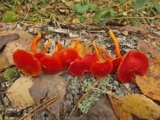 171010n1210m2_MoKrO_G15_Hygrocybe_coccinea.jpg