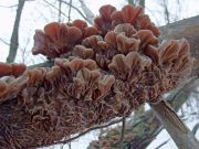 171213n1833m2_G1_Auricularia_mesenterica.jpg