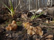 180408n145m2_MTm_G3_Gyromitra_gigas.jpg