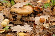 2007_10_11_013_Paxillus_involutus.jpg