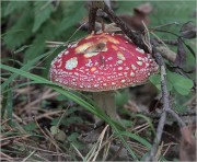 Amanita-muscaria.jpg