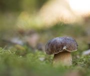 Boletus_reticulatis_2019_01_mc.jpg