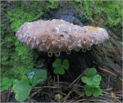 Fomitopsis-pinicola.jpg