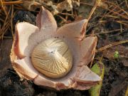 Geastrum_fufescens_Mc.jpg